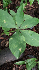Arisaema quinatum