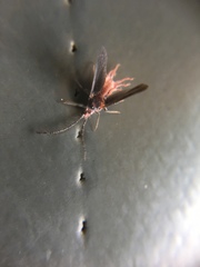 Monophlebidae