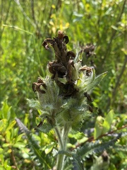 Pedicularis tristis