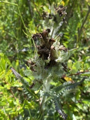 Pedicularis tristis