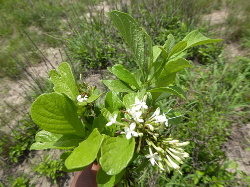 Maputaland Brides-Bush (Pavetta vanwykiana)