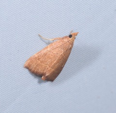 Hypsopygia incarnatalis