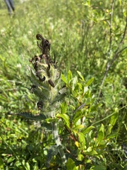 Pedicularis tristis
