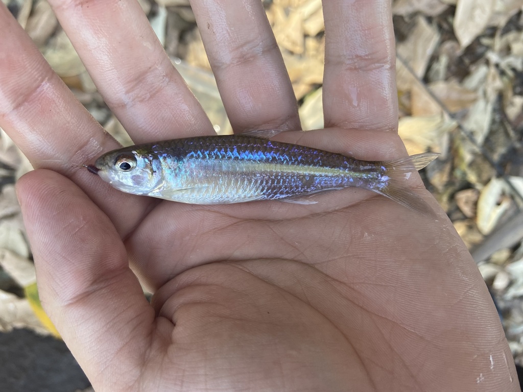 Silver Piabina