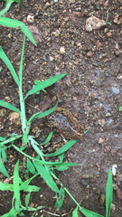 Leidyula portoricensis