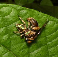 Parnaenus