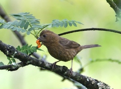 Carpodacus vinaceus