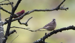 Carpodacus verreauxii