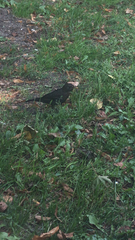 Turdus merula