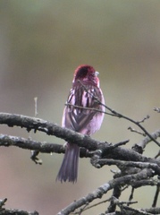 Carpodacus verreauxii