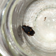 Euthyrrhapha pacifica