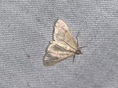 Paracorsia repandalis