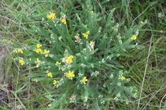 Aspalathus chortophila