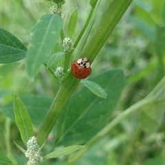 Adalia decempunctata