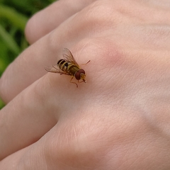 Epistrophe grossulariae