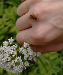 Epistrophe grossulariae