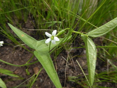 Trochomeria sagittata