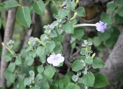 Barleria heterotricha