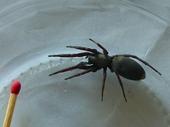 Lampona cylindrata