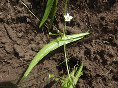 Trochomeria sagittata