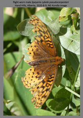 Speyeria cybele pseudocarpenteri