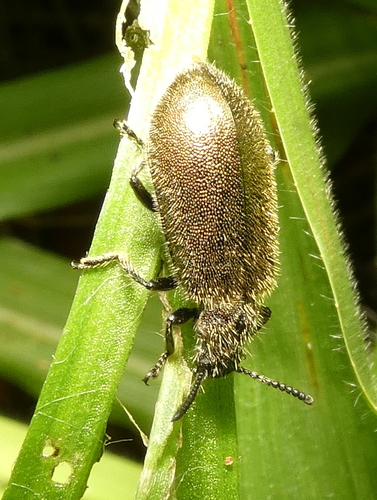 Hairy Darkling Beetle