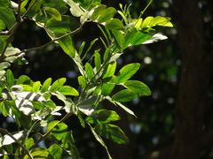 Plectrocarpa carrapo