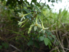 Synaptolepis oliveriana