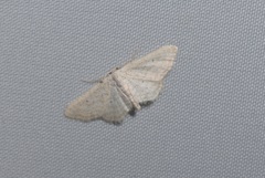 Idaea elongaria