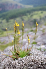 Bulbine latifolia