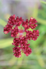 Crassula alba