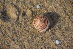 Architectonica
