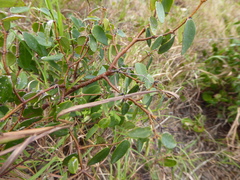 Synaptolepis oliveriana