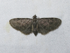 Eupithecia tripunctaria