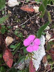 Dianthus glacialis