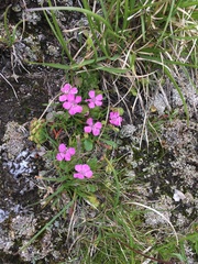 Dianthus glacialis