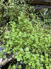 Nasturtium microphyllum