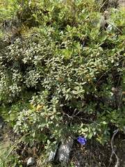 Rhododendron adamsii