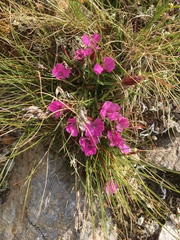 Dianthus glacialis
