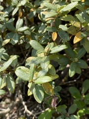 Rhododendron adamsii
