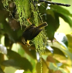 Schoeniparus variegaticeps