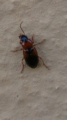 Stenolophus teutonus