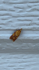 Sparganothis lycopodiana