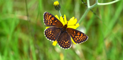 Melitaea aurelia