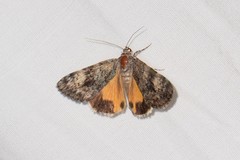 Catocala amica-lineella