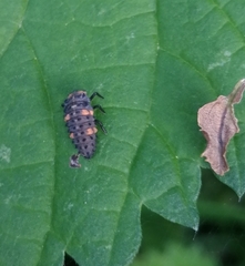 Coccinella undecimpunctata