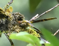 Schoeniparus variegaticeps