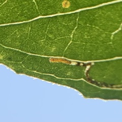 Mompha argentimaculella