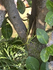 Schistocerca obscura