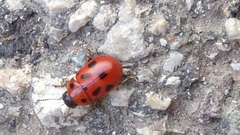Gonioctena fornicata